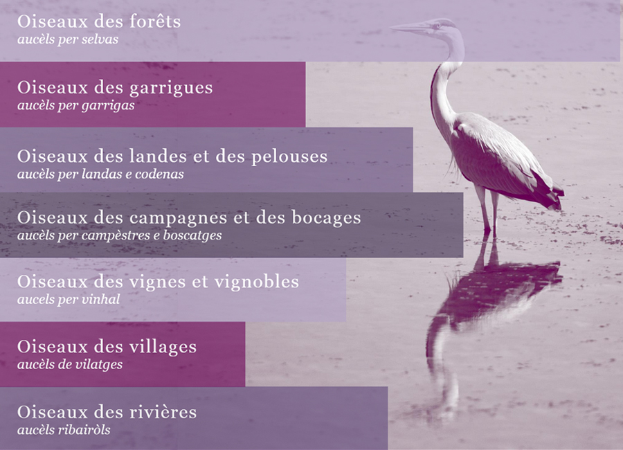 image - Module interactif - Pilolte - Les oiseaux du Haut-Langedoc